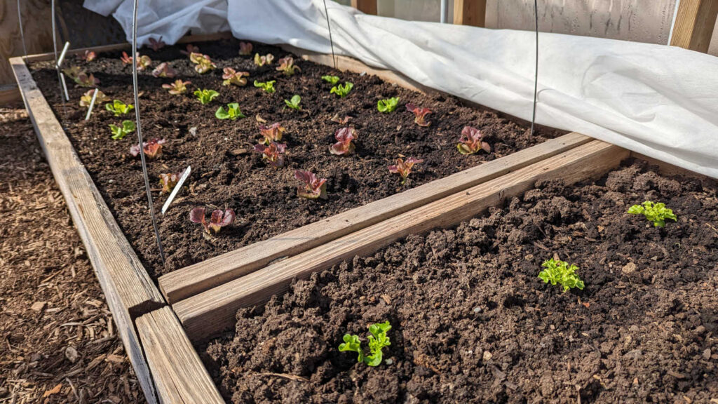 Baby lettuce plants